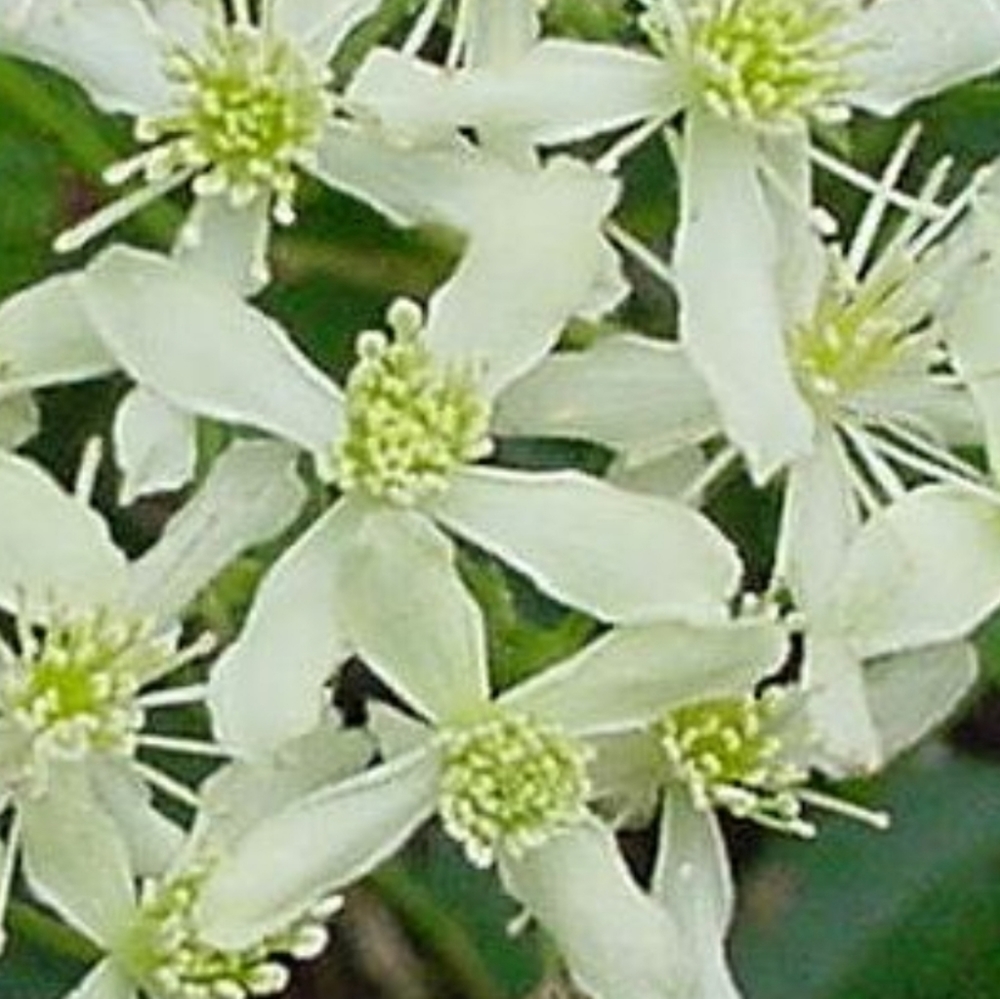 Autumn Clematis Vines 2 plants $15 - Picture 2 of 4